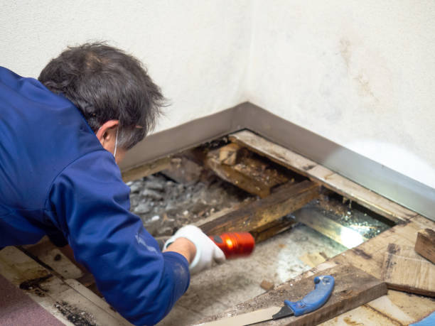 Best Attic Mold Removal  in Pinetops, NC