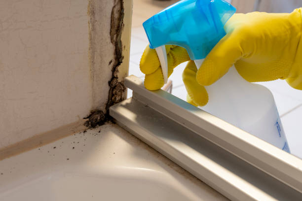 Best Local Mold Removal Service  in Pinetops, NC